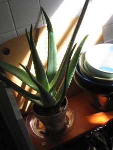 After taking the above photos, I rearranged one of my kitchen shelves to make a space for the Aloe vera, which loves such a direct-sun spot as this and which should be safer away from the newly indoor plants (just in case any have brought along a disease or pest).