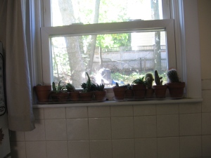 The cacti seem to do well all year round in this south-facing window.  If you look closely, you can see the Earth Machine composter in the background, which I now use to store finished compost that hasn't been sieved yet.