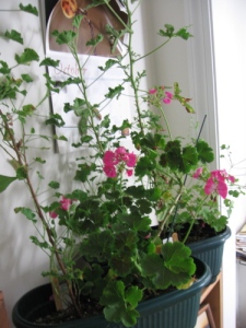 A closer look at the geraniums from the last photo.  The 4 scented ones are some of the scented ones I mentioned here that I got at the end-of-season sale at the nursery. The pink-flowered ornamental one is the one I got at the farmers' market this year.