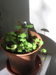 I have yet to find anything on overwintering gotu kola, a tender medicinal plant, so thus far I am making it up as I go along.  I set it on the window seat when the sun lights it, and move it up to a shelf (out of kittypaw reach) the rest of the time.   The pot is one I bought from a local potmaker last year.