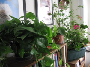 Pothos (foreground), one of the philodendrons, and five of the tender geraniums (4 scented, 1 ornamental).