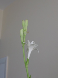 The last tuberose was budded instead of blooming when I brought it in yesterday.  Overnight, the first bud opened! This is the double-flowered variety.  Tuberoses, popular in Victorian days, have a scent that makes me imagine that this is what Tahiti smells like.