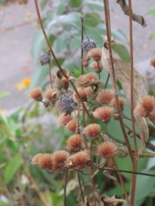 Ironweed and Maximilian sunflower seedheads.  I recommend clicking through for the full sized version of this photo.