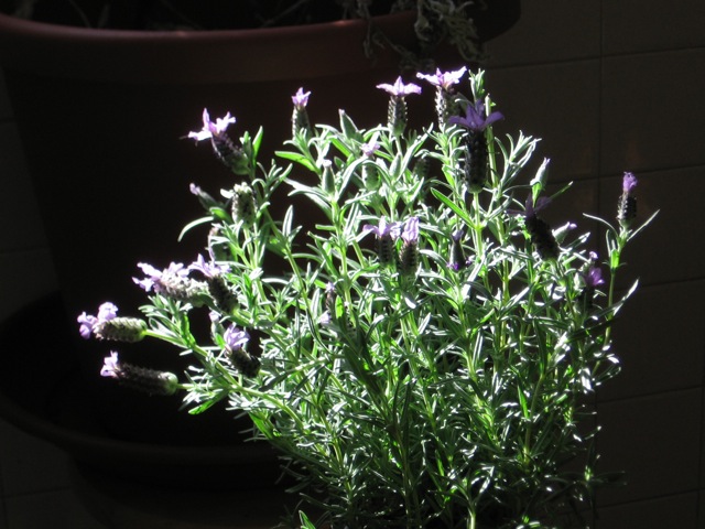 Spanish lavender blooming in sunlight