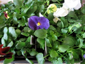 Another shot: New pansies, indoors