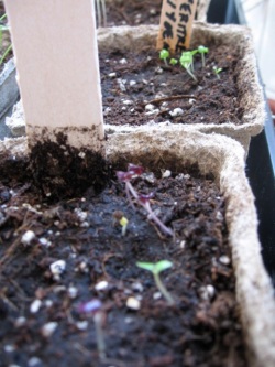 Basil seedlings, two pots (four cultivars)