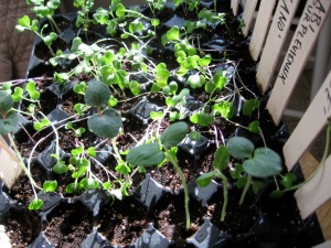 kohlrabi and okra seedlings