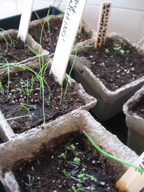 Herb seedlings, clockwise from upper right: Bronze fennel 'Smokey'; two pots of basil (four cultivars); sweet Annie; scallion 'Hardy Evergreen White'; scallion 'Ishikura'