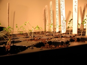 Tomatillo and cherry tomato seedlings
