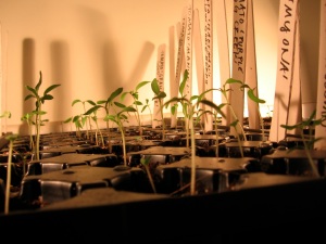 Tomato seedlings!