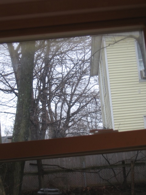 View of a rainy day:  Back yard (top of composter) and neighbors' trees.