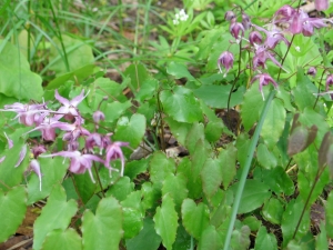Epimedium 'Lilafee,' blooming last month